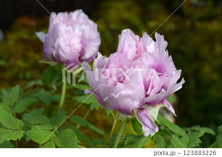 ピンクの牡丹の花 ピンクの牡丹の花 123883226