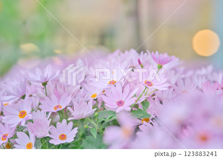 柔らかなピンクの花畑に包まれて② 柔らかなピンクの花畑に包まれて② 123883241