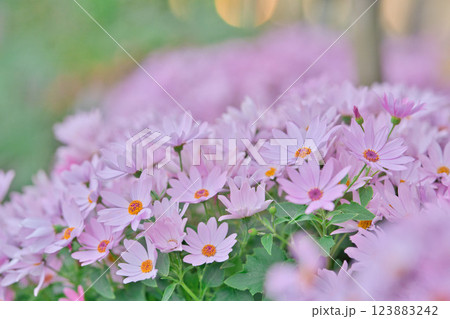 柔らかなピンクの花畑に包まれて③ 123883242