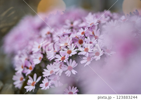 柔らかなピンクの花畑に包まれて⑤ 柔らかなピンクの花畑に包まれて⑤ 123883244