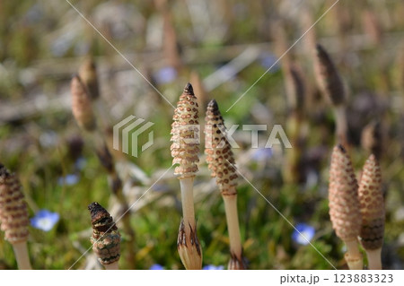 ツクシ ツクシ 123883323