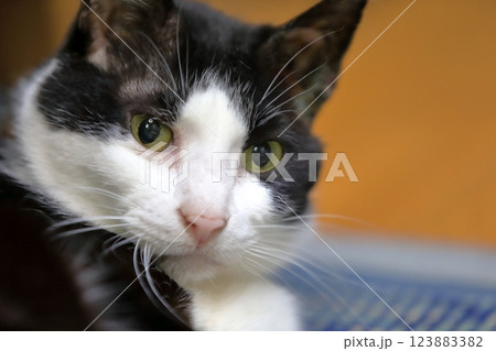 白黒猫 白黒猫 123883382
