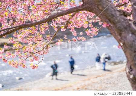 河津桜まつり 川辺に咲き誇る桜は必見 河津桜まつり 川辺に咲き誇る桜は必見 123883447