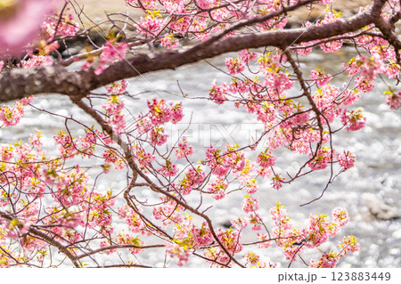 河津桜まつり　川辺に咲き誇る桜は必見 123883449