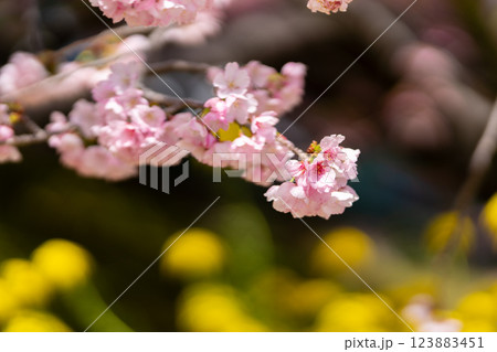 河津桜まつり　菜の花とのコラボレーション 123883451