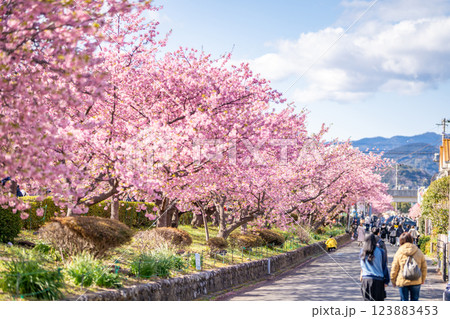 河津桜まつり　河津桜並木 123883453