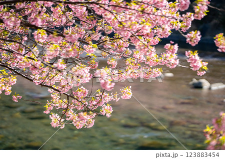 河津桜まつり 川辺に咲き誇る桜は必見 河津桜まつり 川辺に咲き誇る桜は必見 123883454