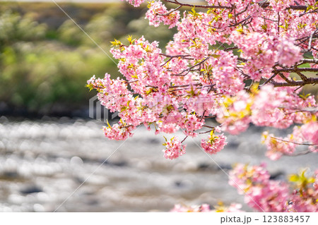 河津桜まつり 川辺に咲き誇る桜は必見 河津桜まつり 川辺に咲き誇る桜は必見 123883457