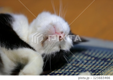 白黒猫 白黒猫 123883466