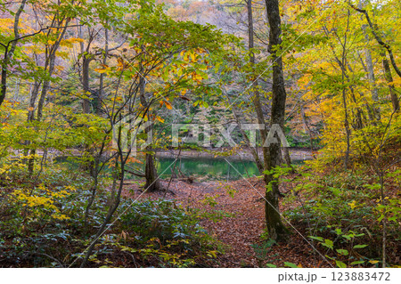 秋の世界遺産白神山地　紅葉の十二湖　鶏頭場の池 123883472