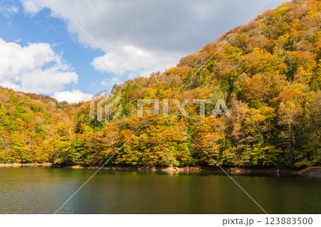 秋の世界遺産白神山地　紅葉の十二湖　鶏頭場の池 123883500
