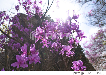 休日の公園　紫の花と太陽のきらめき③ 123883519