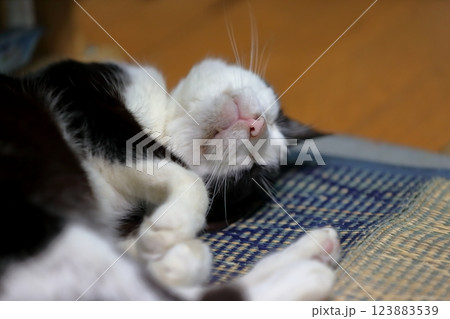 白黒猫 白黒猫 123883539