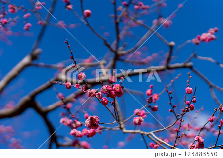 青空に映える紅梅の花と春の訪れ 123883550