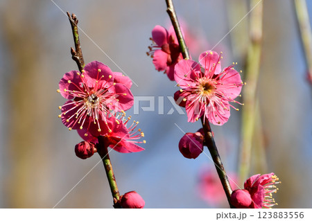 梅の花「大盃」 123883556