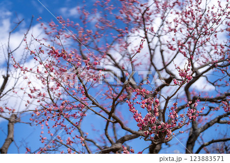 青空に映える紅梅の花と春の訪れ 青空に映える紅梅の花と春の訪れ 123883571