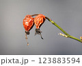 two wrinkled dried rose hips on a branch 123883594