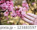pink flower balls of a fragrant viburnum 123883597