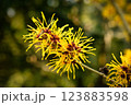 witch hazel in early March 123883598