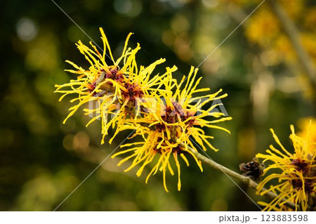 witch hazel in early March 123883598