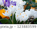 crocuses in a park in cologne in march 123883599