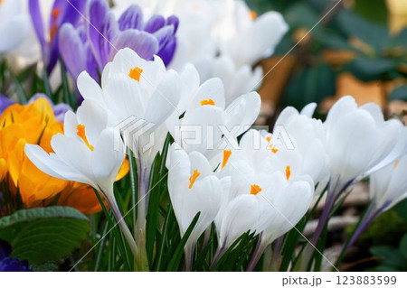 crocuses in a park in cologne in march 123883599