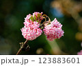 pink flower balls of a fragrant viburnum 123883601