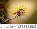 witch hazel in early March 123883602