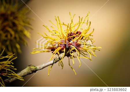 witch hazel in early March 123883602
