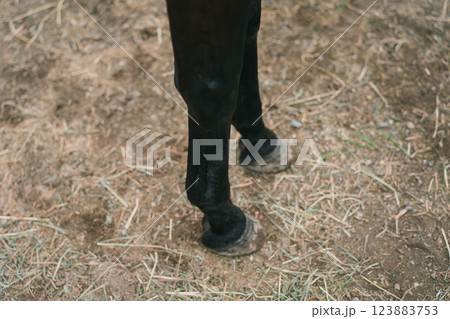 involved with horses involved with horses 123883753