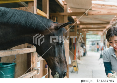 involved with horses involved with horses 123883763