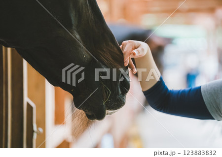 involved with horses 123883832