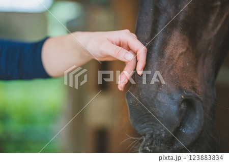 involved with horses involved with horses 123883834