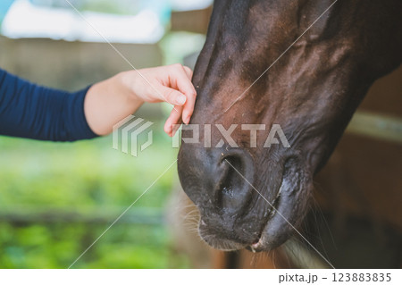 involved with horses involved with horses 123883835