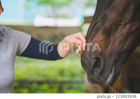 involved with horses involved with horses 123883836