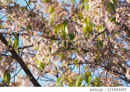 桜の花とメジロ 桜の花とメジロ 123883897
