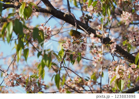桜の花の蜜を吸うメジロ 桜の花の蜜を吸うメジロ 123883898
