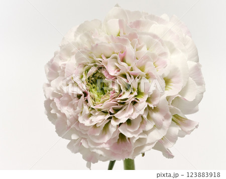 白色とピンク色の複色の花びらラナンキュラスの花 白色とピンク色の複色の花びらラナンキュラスの花 123883918