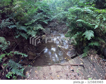 名護岳 名護市 沖縄 山 自然 緑 名護岳 名護市 沖縄 山 自然 緑 123883983