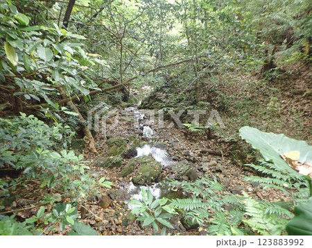 名護岳　名護市　沖縄　山　自然　緑 123883992