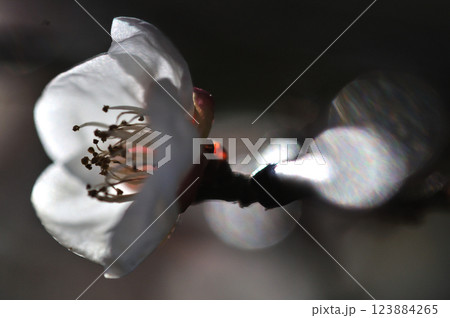 春の訪れを告げる梅の花　マクロ撮影 123884265