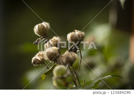 枯れ芙蓉 枯れ芙蓉 123884290