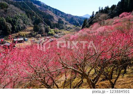 紅梅咲く山里 123884501