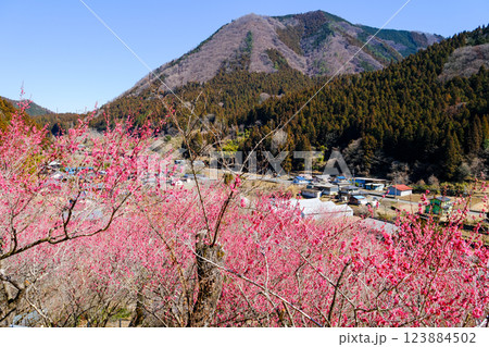 大桁山と紅梅 123884502