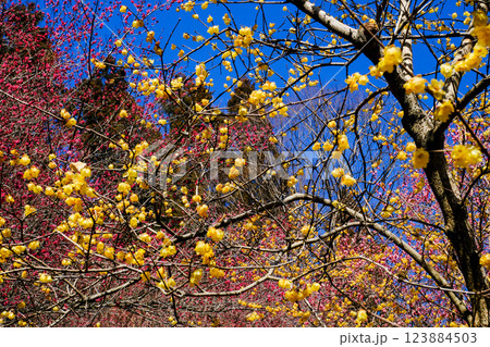 蝋梅と紅梅 蝋梅と紅梅 123884503