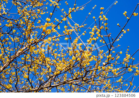 青空とローバイ 123884506