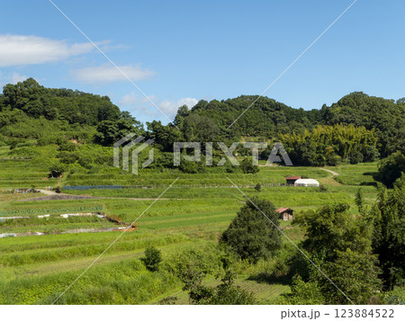 新緑に覆われた真夏の明日香村稲渕棚田の風景 123884522