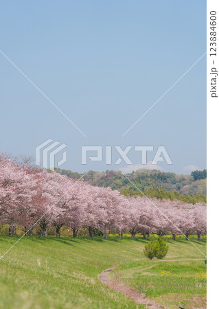 爽やかな青空と満開の桜 爽やかな青空と満開の桜 123884600