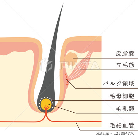 肌断面図でみる毛根と脱毛に関係する組織 肌断面図でみる毛根と脱毛に関係する組織 123884770
