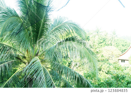 Palm leaves frame a serene jungle scene in Thailand, highlighting nature's beauty. Palm leaves frame a serene jungle scene in Thailand, highlighting nature's beauty. 123884835
